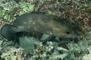 Epinephelus ongus-Praslin Anse petite cour-10m-20190611nuit-Denis-ADER-DSC_9326_tn
